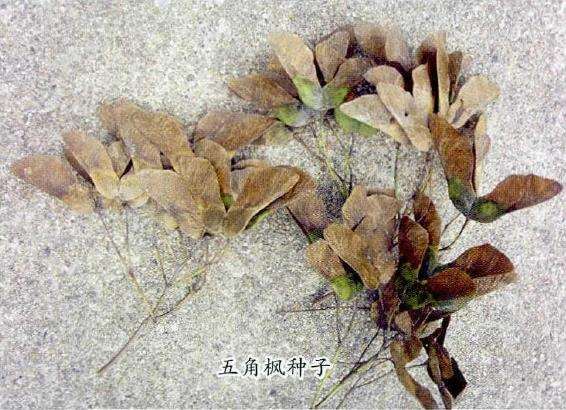 五角枫怎么苗期管理的4个方法
