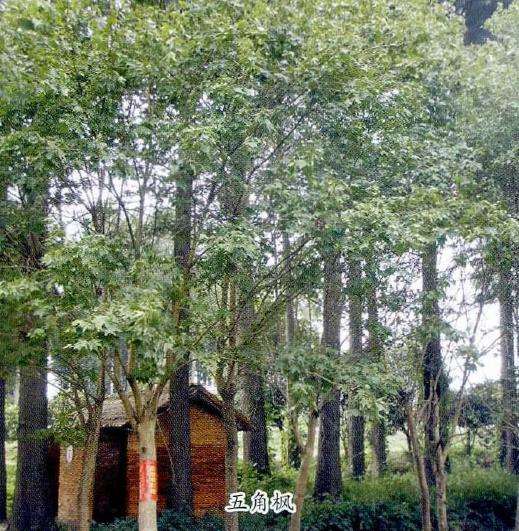 五角枫圃地怎么整理的3个方法