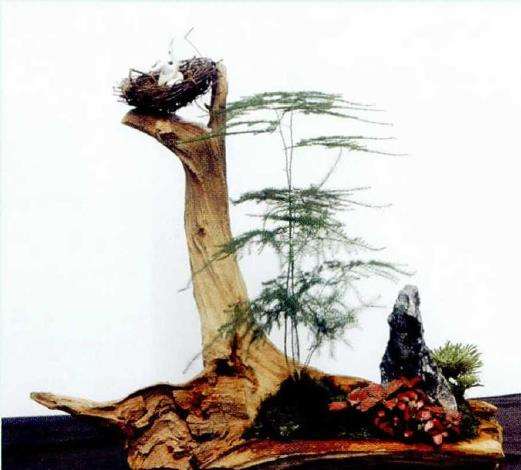 文竹盆景怎么造型