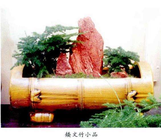 文竹盆景怎么取材