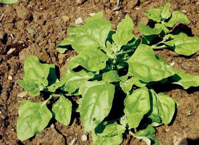 5种新西兰的可食用植物是什么 图片