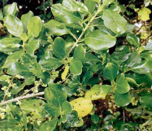 5种新西兰的可食用植物是什么 图片