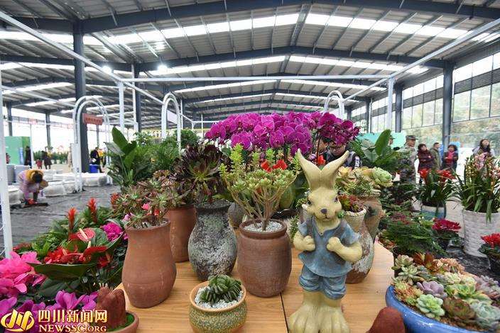 宜宾首届花卉园艺展