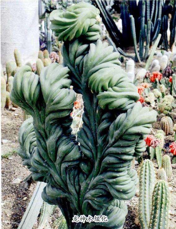 谁知道南京中山植物园的多肉植物