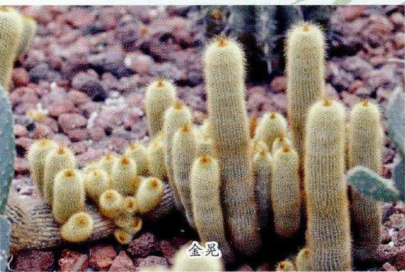 谁知道南京中山植物园的多肉植物