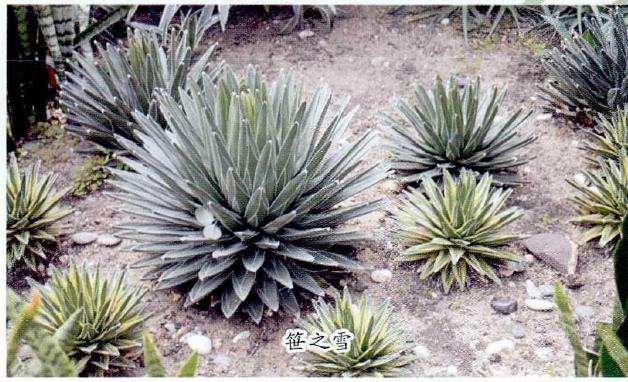 谁知道南京中山植物园的多肉植物