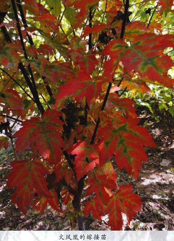 火凤凰怎么栽培管理
