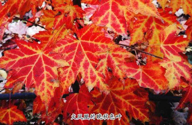 火凤凰怎么栽培管理