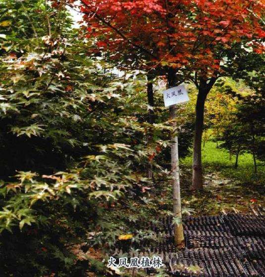 火凤凰怎么嫁接繁殖