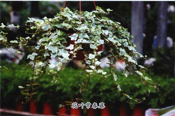 常春藤怎么养护繁殖