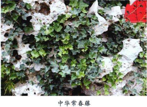 常春藤怎么养护繁殖