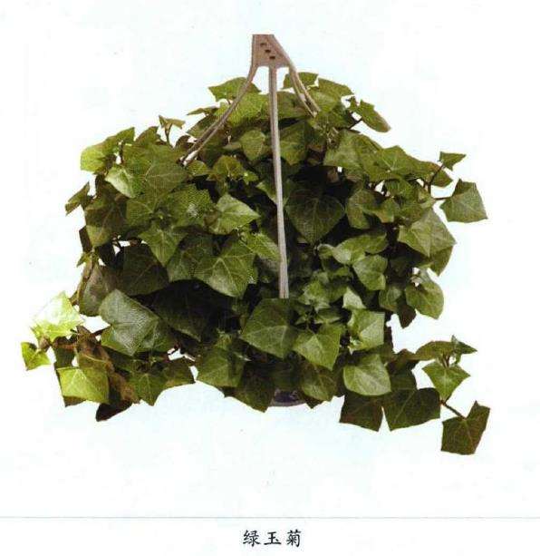 绿玉菊怎么养护繁殖