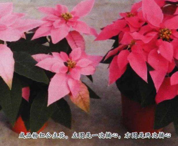 粉红公主花怎么病虫害防治
