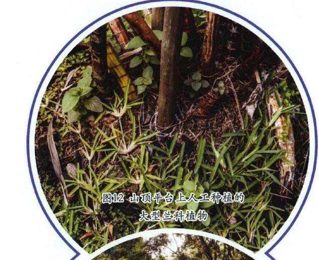新加坡园林工程的13个过程