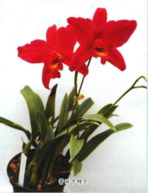 卡特兰怎么管理温室的湿度