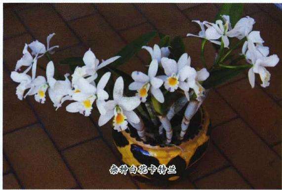 卡特兰怎么光照管理的3个方法