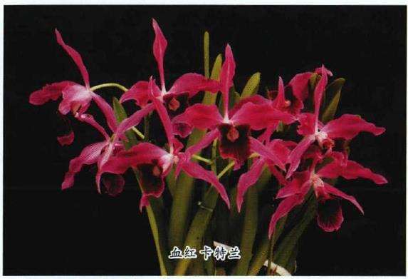 卡特兰怎么种植管理的3个方法