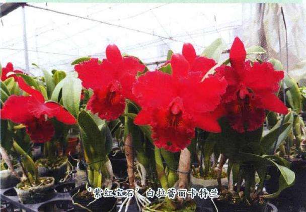 卡特兰怎么栽培的3个技术