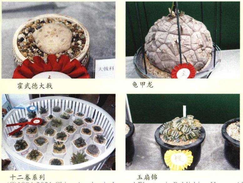 第五届中国国际仙人掌多肉精品展 图片