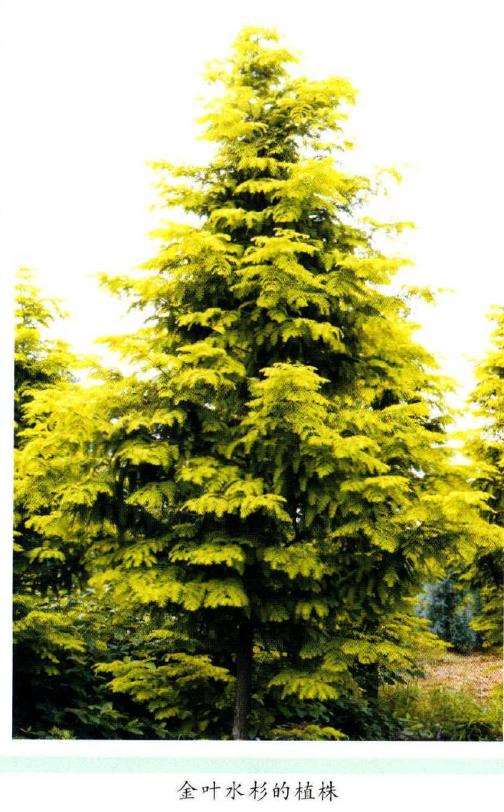 金叶水杉怎么栽培管理
