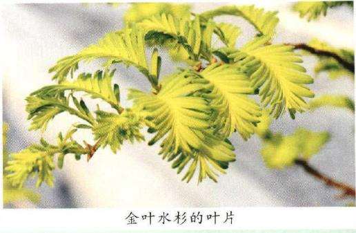 金叶水杉怎么嫁接繁殖