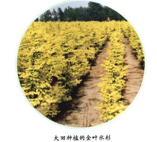 金叶水杉怎么嫁接繁殖