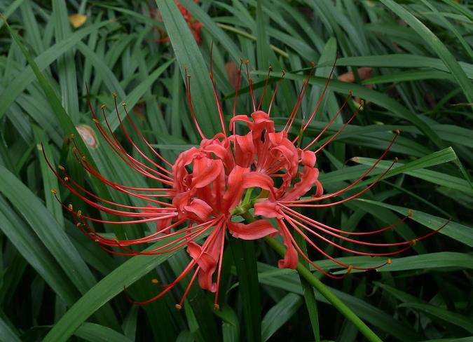 郑州植物园的5万余株石蒜花破土绽放