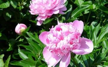 中国花卉市场向大众日常消费转变