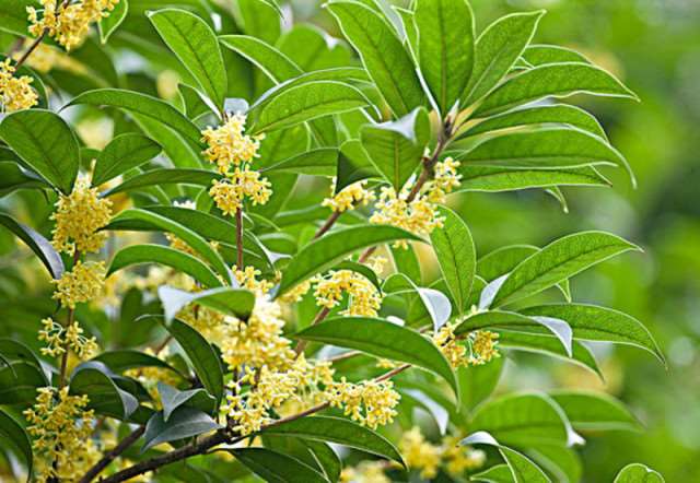 其实桂花洗洗众多 现有100多个品种