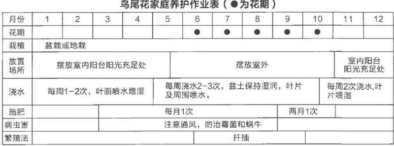 鸟尾花怎么养护的4个要点 图片