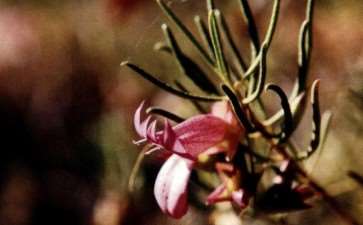 访问澳大利亚的奥利夫平克植物园 图片