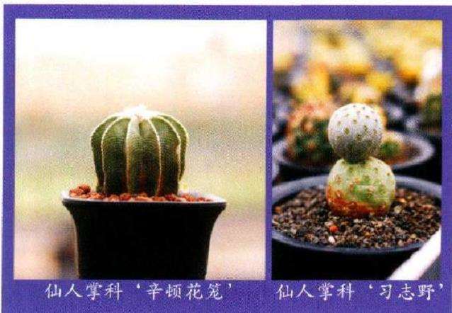 9月 访问厦门多肉植物园 图片