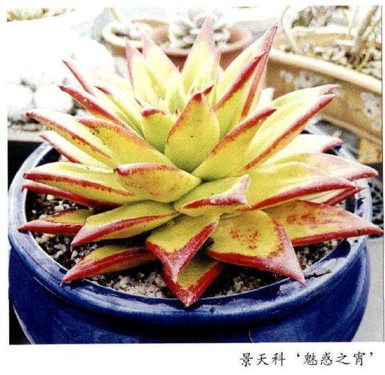 9月 访问厦门多肉植物园 图片