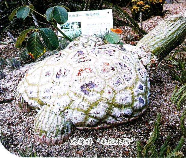 9月 访问厦门多肉植物园 图片