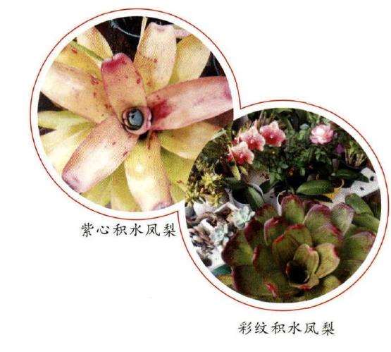 积水凤梨多肉的5个品种是什么 图片