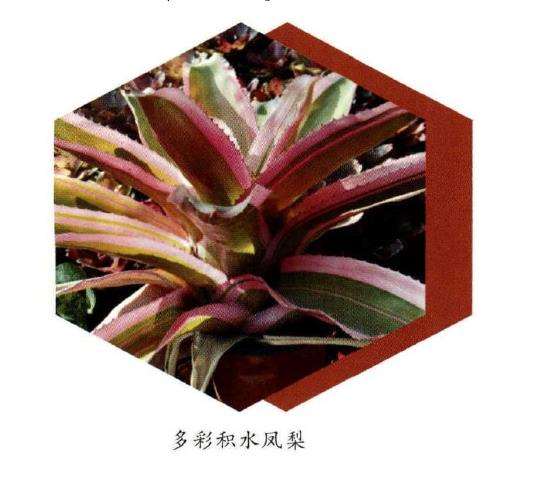 积水凤梨多肉的5个品种是什么 图片