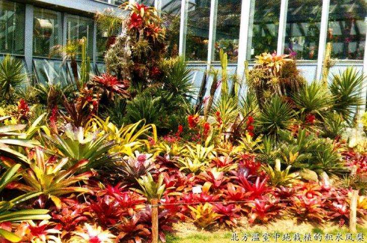 积水凤梨多肉的5个品种是什么 图片