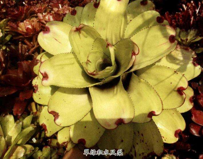 积水凤梨多肉的5个品种是什么 图片