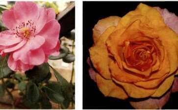 我的花样生活就这样开始了 图片