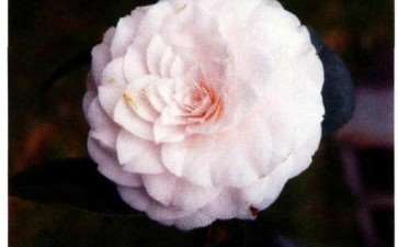 山茶花怎么开发利用的4个方法 图片