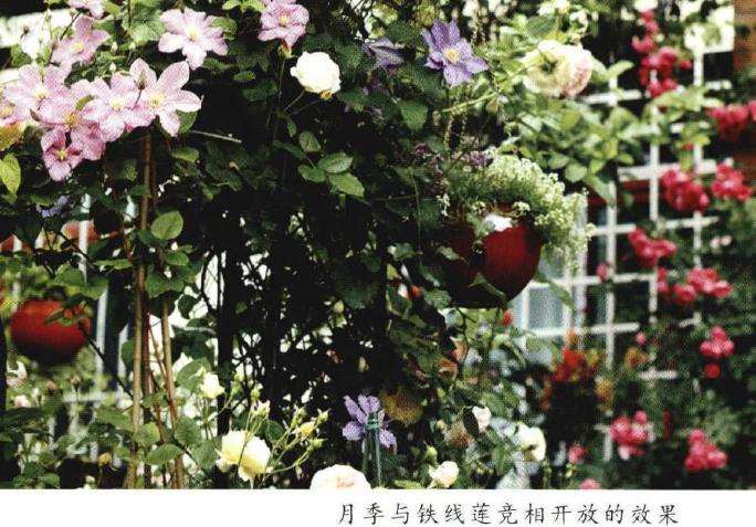 怎么建一个月季花园