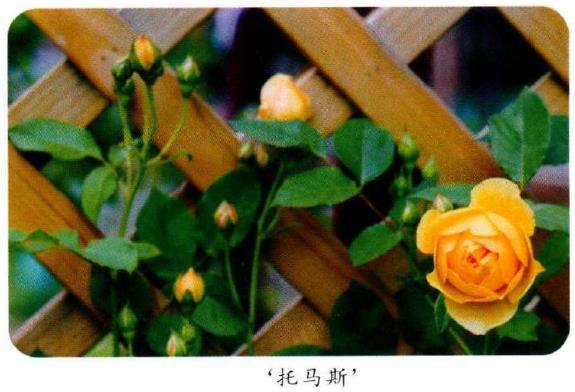 怎么建一个月季花园