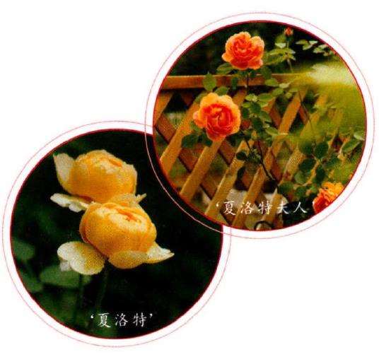怎么建一个月季花园