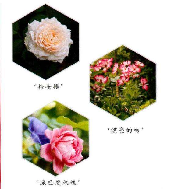 怎么建一个月季花园