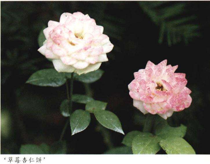 怎么建一个月季花园