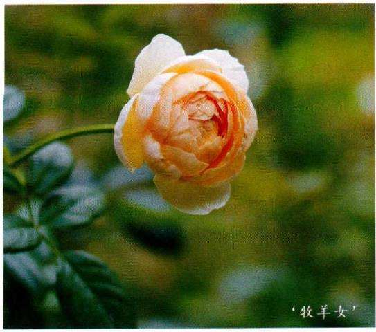 怎么建一个月季花园