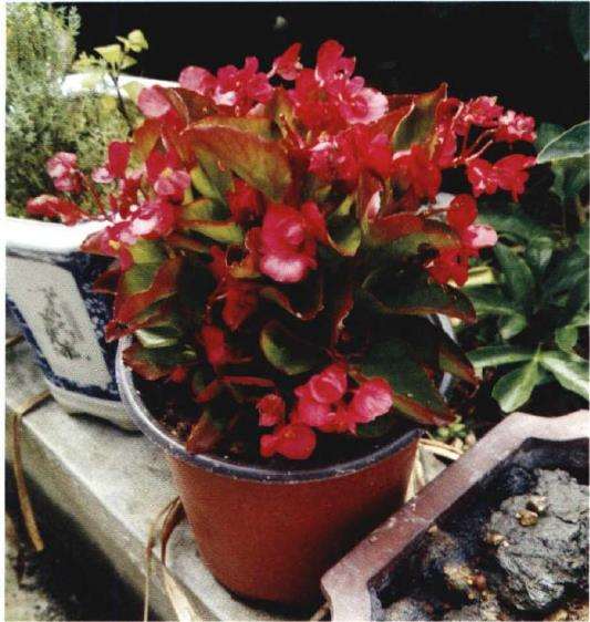 和当初爷爷家阳台上一模一样的秋海棠