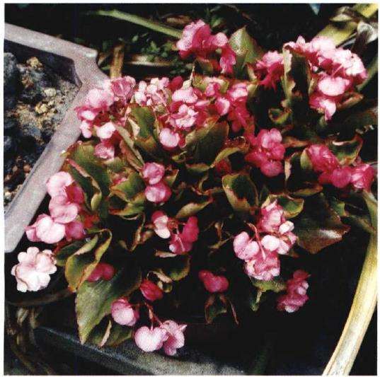 和当初爷爷家阳台上一模一样的秋海棠