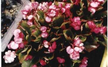 和当初爷爷家阳台上一模一样的秋海棠