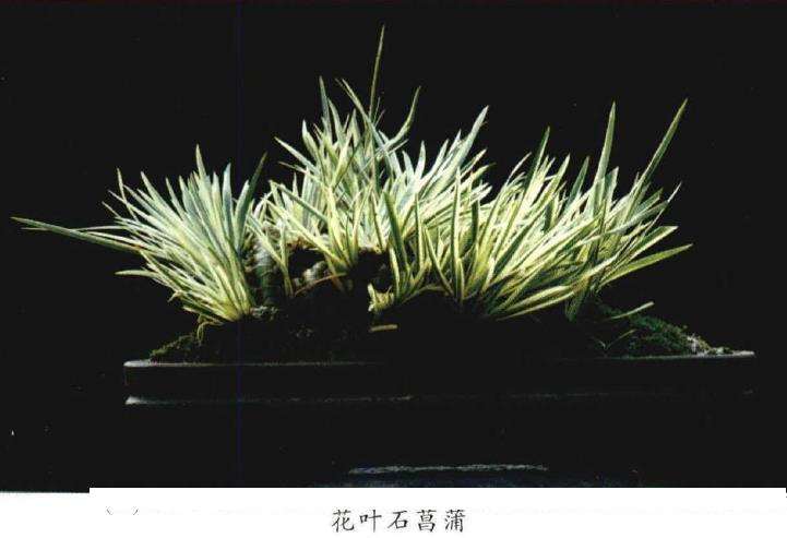 石菖蒲怎么繁殖造型的方法 图片